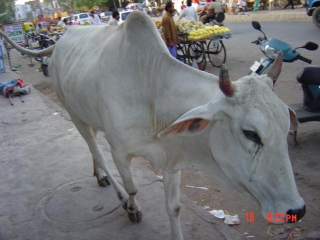 インドの野良牛1