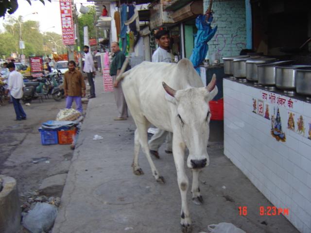 インドの野良牛2